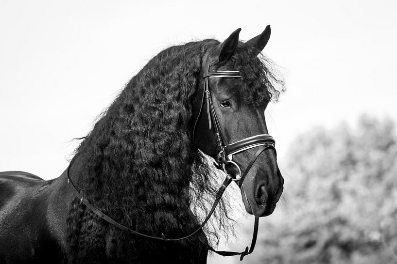Friesenpferd mit Zaumzeug in Schwarz und Weiß von Cynthia Verbruggen