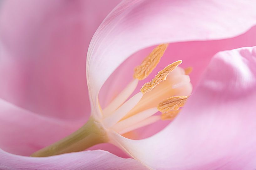 Een zacht roze tulp van Marjolijn van den Berg