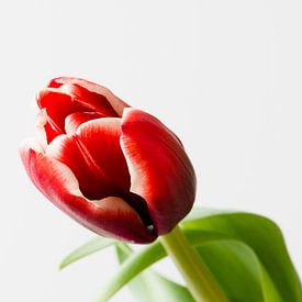 Een rode tulp van Karin van Waesberghe