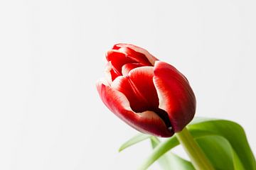 Een rode tulp van Karin van Waesberghe