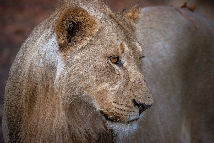 Mother Lion by Guus Quaedvlieg