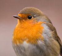 Roodborst