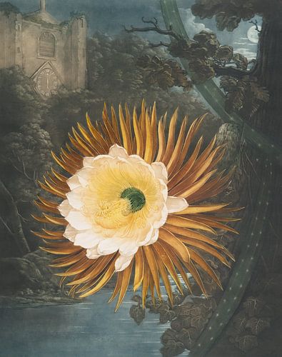 The Night-Blowing Cereus, Robert John Thornton