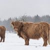 Schottische Highlander im Schnee von Ans Bastiaanssen