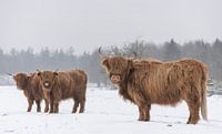 Schotse Hooglanders in de sneeuw... van Ans Bastiaanssen thumbnail