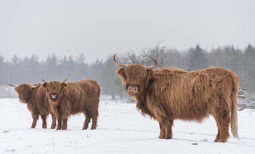 Schottische Highlander im Schnee
