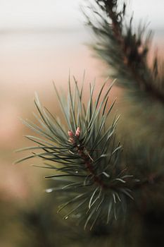 Pine detail on the Veluwe