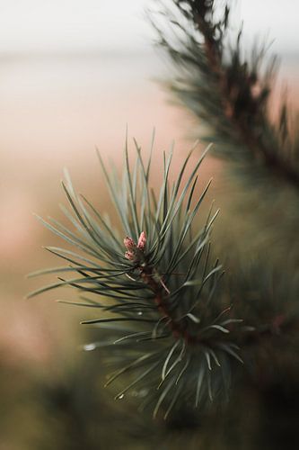 Kiefer Detail auf der Veluwe