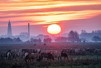 Chevaux dans le brouillard du matin au lever du soleil