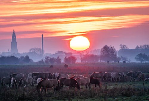 Pferde im Morgennebel bei Sonnenaufgang