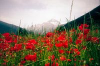 Mohn