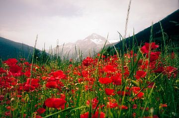 Mohn von Patrick Kerkhoff