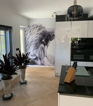 Portret Of A Scottish Highland Cow In Black And White