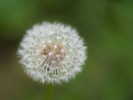 Zwevend by Jan Heijmans