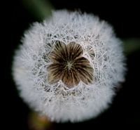 Dandelion with morning dew