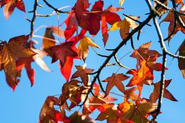 Bladeren by Nina Redek