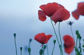 Mohnblumen am Abend