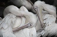 pelikanen van Fraukje Vonk thumbnail