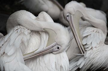 pelicans