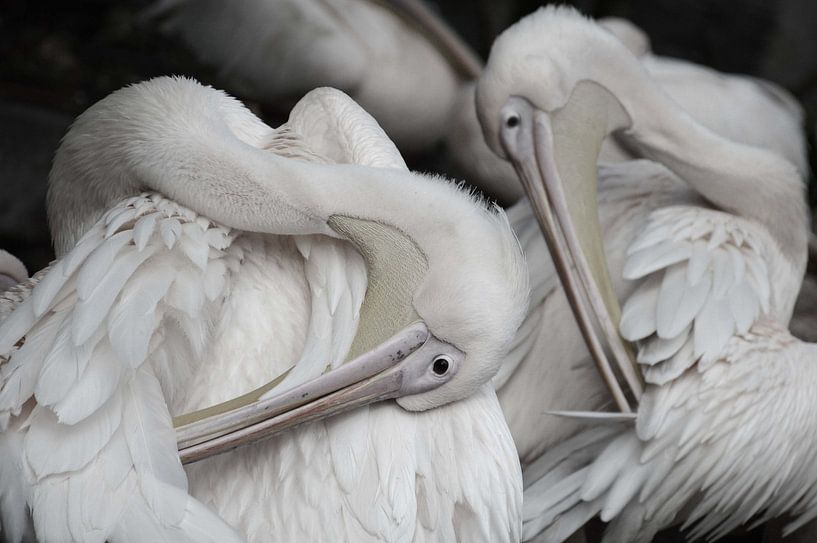 pelikanen van Fraukje Vonk