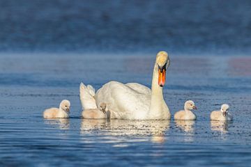Familie Zwaan