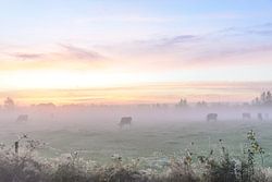 Kühe im frühen Morgennebel