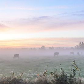 Koeien in de vroege ochtend mist van Sjoukje Kunnen