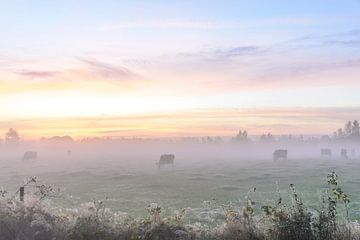Cows in the early morning fog by Sjoukje Kunnen