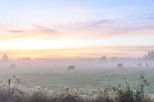 Kühe im frühen Morgennebel