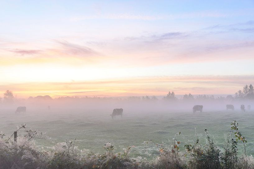 Cows in the early morning fog by Sjoukje Kunnen