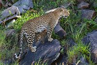 Leopard auf Stein