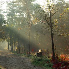 Een koude herfstochtend in november van Sabina Meerman