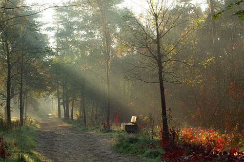 Ein kalter Herbstmorgen im November von Sabina Meerman