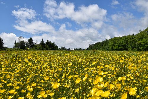 Een veld van morgenster bloeiende bloemen