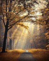 Forest of fortune