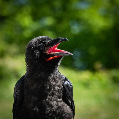 Kolkrabe von Kilian Schloemp