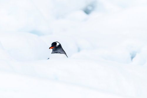 Un manchot papou caché dans la neige