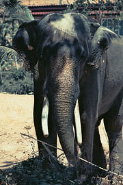Aziatische olifant met witte slagtanden van Troy Wegman