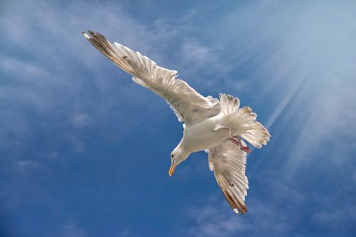 Meeuw, Seagull