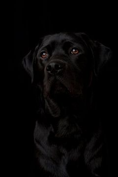Zwarte Labrador Retriever-puppy met prachtige oranje-bruine ogen tegen een zwarte achtergrond. van Michar Peppenster