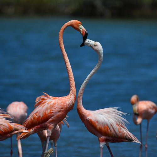 Two flamingos look deep into each other's eyes