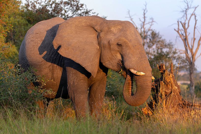 Eléphant d'Afrique par Dennis Eckert
