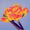 Tulpe von vanMuis