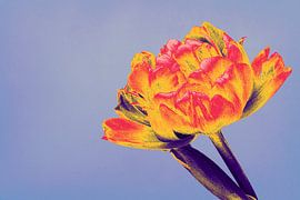 Tulip by vanMuis