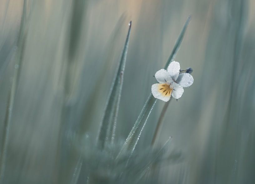 Leersum field part 32 by Tania Perneel