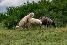 I'm the boss! by René von Hout