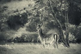 Hert van Joost van Doorn