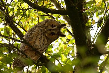Ransuil...! von Dorothé Rijkenberg