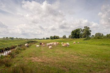 Malerische niederländische Polderlandschaft mit Kühen