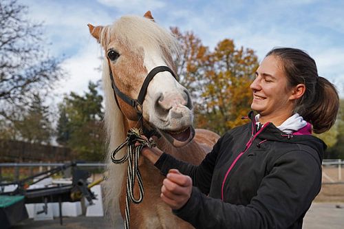 Voorbereiding van een lichtbruine Haflinger met een beige manen voor de training